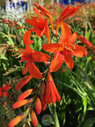I am going to have to cut it back severely; Crocosmia Orange Lucifer In The Crocosmias Database Garden Org