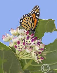 Calotropis Procera Giant Milkweed Tree Monarch Caterpillars