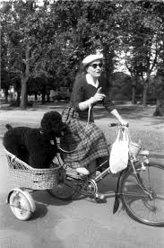 Eine Frau Transportiert Ihren Pudel In Einem Korb Auf Dem Fahrrad Quelle Wilhelm Hauschild Vintage Poodle Pretty Poodles Cute Dogs