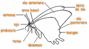 Ciclo vida mariposa inglés (2). The Children S Butterfly Site