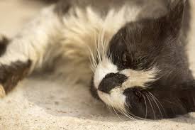 Sadly, this indicates that some cat owners may my cat came home with a bad limp on saturday. Lameness In Cats Symptoms Causes Diagnosis Treatment Recovery Management Cost