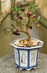 This of course includes fruit trees! Tiny Bonsai Trees Can Grow Full Sized Apples And Pomegranates