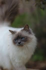 Birman Kittens For Sale Nsw 