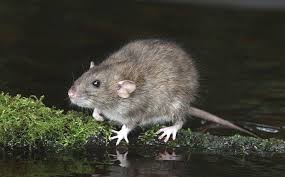 Maybe you would like to learn more about one of these? Blog What To Do About Rats On Bay Area Property