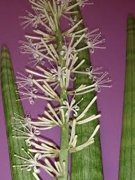 Image result for Marsdenia angolensis