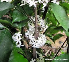 Image result for Pleiocarpa