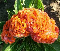 Image result for Celosia