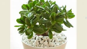 Teknik dekorasinya ditempatkan pada kolam di depan rumah yang telah diberi beberapa ikan hias. Feng Shui 2021 8 Tanaman Hias Yang Membawa Keberuntungan Dan Bentuk Indah Halaman 3 Tribun Jambi