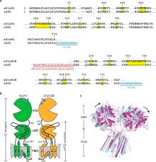 Transcribed image text from this question. The Atd Nmda Receptor Construct And Structure A Selected Amino Acid Download Scientific Diagram