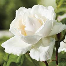 Supplied in approx 5 litre containers. Top 10 Best Climbing Roses Compare Fragrance Disease Resistance And More Pyracantha Co Uk