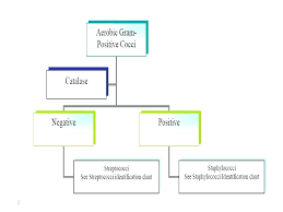 Gram Negative Bacteria Chart Achievelive Co