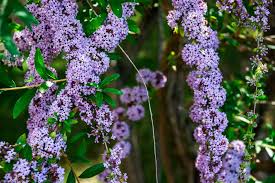 Best purple flowering trees to add to your yard. 15 Low Maintenance Shrubs This Old House