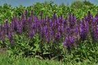 Bluten Salbei Marcus Salvia Nemorosa Marcus Niedrig Wachsende Sorte Sehr Dunkle Blutenfarbe Angenehmer Blatt Und Blute Pflanzen Salbei Sommerpflanzen