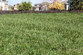 Turf saver ® rtf ® is the most advanced and unique tall fescue blend available, providing the benefits of rhizomes not found in any other varieties. Rtf Fescue