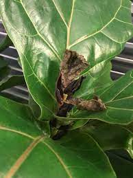 My Fiddle Leaf Fig Sprouted A New Leaf But Then The Leaf Died Help Gardening Garden Diy Home Flowers Roses Natu Fiddle Leaf Fig Fiddle Leaf Fiddle Fig