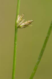 Image result for Schoenoplectiella senegalensis