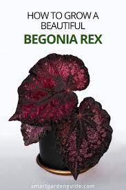 Rex Begonia Care Indoors Simple Tips For Success Smart Garden Guide Begonia Plant Care Houseplant House Plant Care