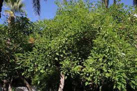 Image result for Erythrina sacleuxii