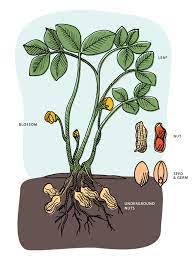 Maybe you would like to learn more about one of these? How Peanuts Grow Florida Peanut Producers