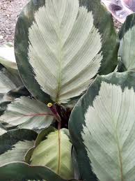 Calathea Corona Calathea Potted Plants Outdoor Top Soil