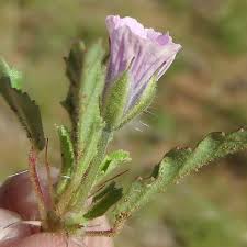 Image result for Monsonia angustifolia
