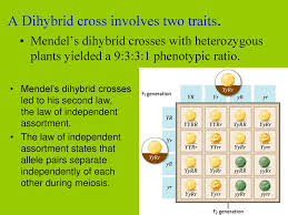 It is a cross which involves two characters and two gene pair. History Terms Punnett Squares Ppt Download