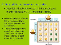 This time there are two sets of alleles for parents to pass on to their offspring. History Terms Punnett Squares Ppt Download