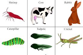 Parker Food Chain | Ppt