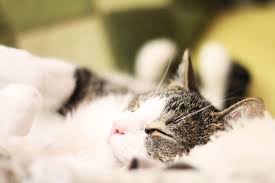 Lying Orange Tabby Cat Photo Free Cat Image On Unsplash Cats Cat Images Hd Cat Tree Condo