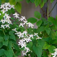 Maybe you would like to learn more about one of these? Sweet Autumn Clematis Finegardening