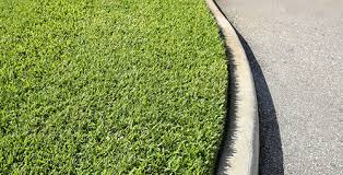 This seed mix aggressively spreads to grow a thick, durable lawn. How To Care For St Augustine Grass