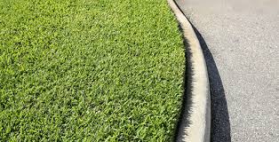 Augustine grass, also known as carpetgrass, is one of the most popular lawn grasses for tropical and subtropical regions, like austin, tx. How To Care For St Augustine Grass