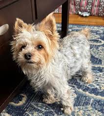 The girls were coached