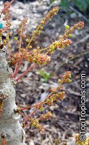 Image result for Phyllanthus udoricola