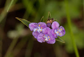 Image result for Cyanotis vaga