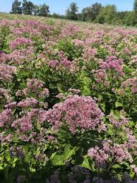 Image result for Pycreus mortonii