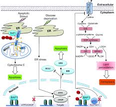 Does bap1 have potential for early diagnosis and assessment of prognosis? Roles Of The Deubiquitylase And Tumor Suppressor Bap1 In Cell Death Download Scientific Diagram