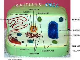 Maybe you would like to learn more about one of these? Plant Cell Cake Cakecentral Com