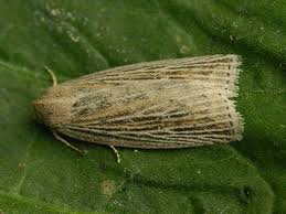 Image result for Chilodes maritima