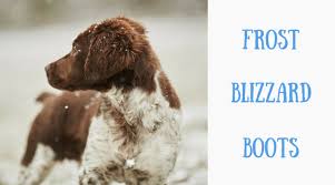 Great ideas for naming your puppy. 200 Christmas And Winter Names For Dogs Pethelpful