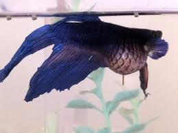 You'll find a high quality of healthy and colorful betta fish for sale. How To Treat Fin Rot In Aquarium Fish