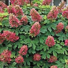 Ruby Slipper Oakleaf Hydrangea Hydrangea Quercifolia 4 Hydrangea Quercifolia Hydrangea Garden Oakleaf Hydrangea