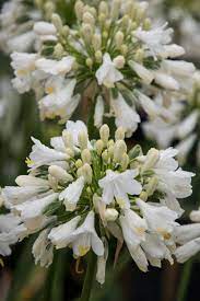 We did not find results for: Agapanthus Ever White Fairweathers Garden Centre