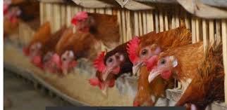 Tips Pemilihan Calon Induk Jantan Ayam Elba Artikel Pertanian Terbaru Berita Pertanian Terbaru