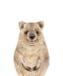 Quokka Print Nursery Baby Animals Printable Nursery Art Kids Etsy Quokka Animal Art Baby Animals