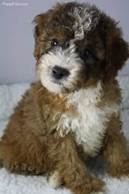 Mum is our much loved pet millie, a golden retriever, who is an experienced mum having had a litter of golden retriever puppies previously. Labradoodle Pictures Smhx3ra5o9b Double Doodle Puppies Labradoodle Pictures Doodle Puppy