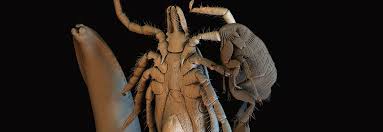 Du siehst unter anderem folgende zu den parasiten zählst du verschiedene arten von pflanzen und tieren und viren. Esccap Warnt Vor Risiken Durch Alternative Parasitenmittel