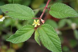 Image result for Corchorus schimperi