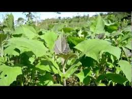 500 gambar daun insulin afrika hd gratis gambar id. Daun Yakon Smallanthus Sonchifolius Daun Insulin Obat Herbal Diabetes Youtube