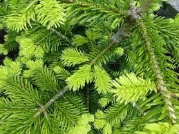 They were four years old and around 30 tall each. 10 Fast Growing Evergreen Trees For Privacy Garden Down South